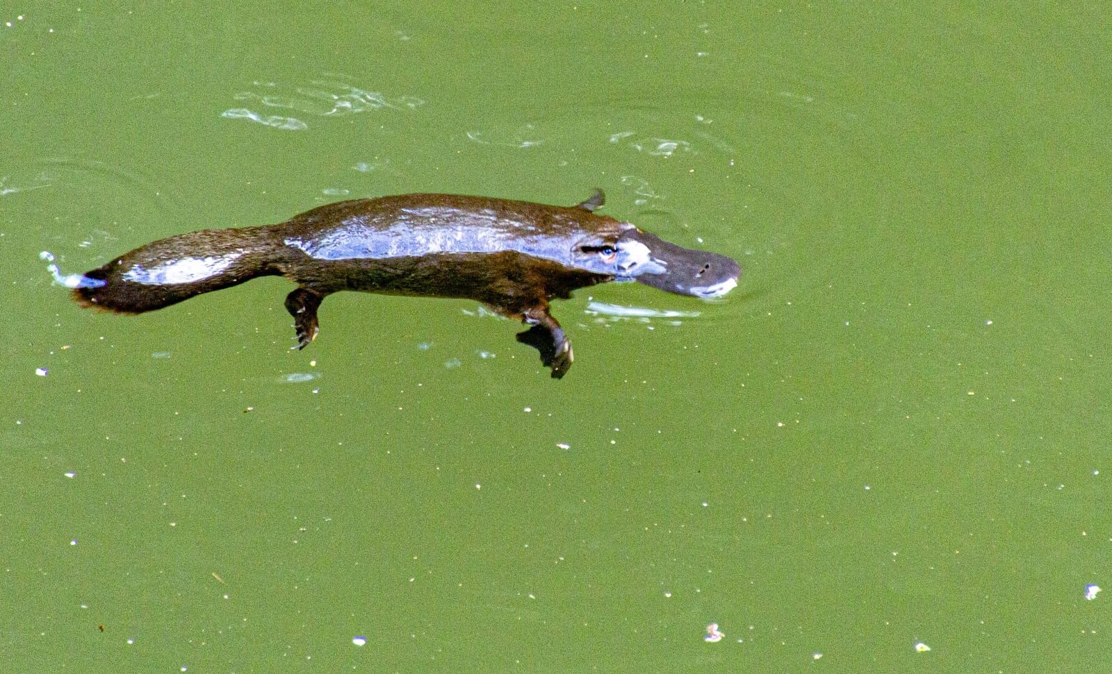 A platypus swimming in Broken River, Eungella